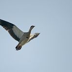 Nilgans