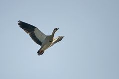 Nilgans