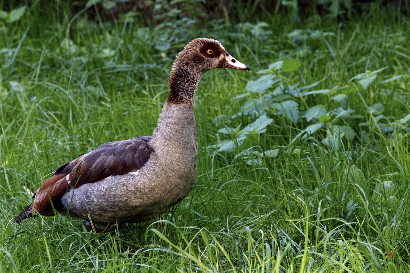 Nilgans