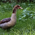 Nilgans