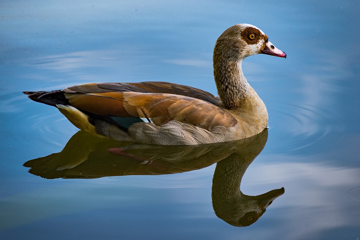 Nilgans