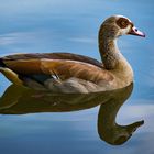 Nilgans