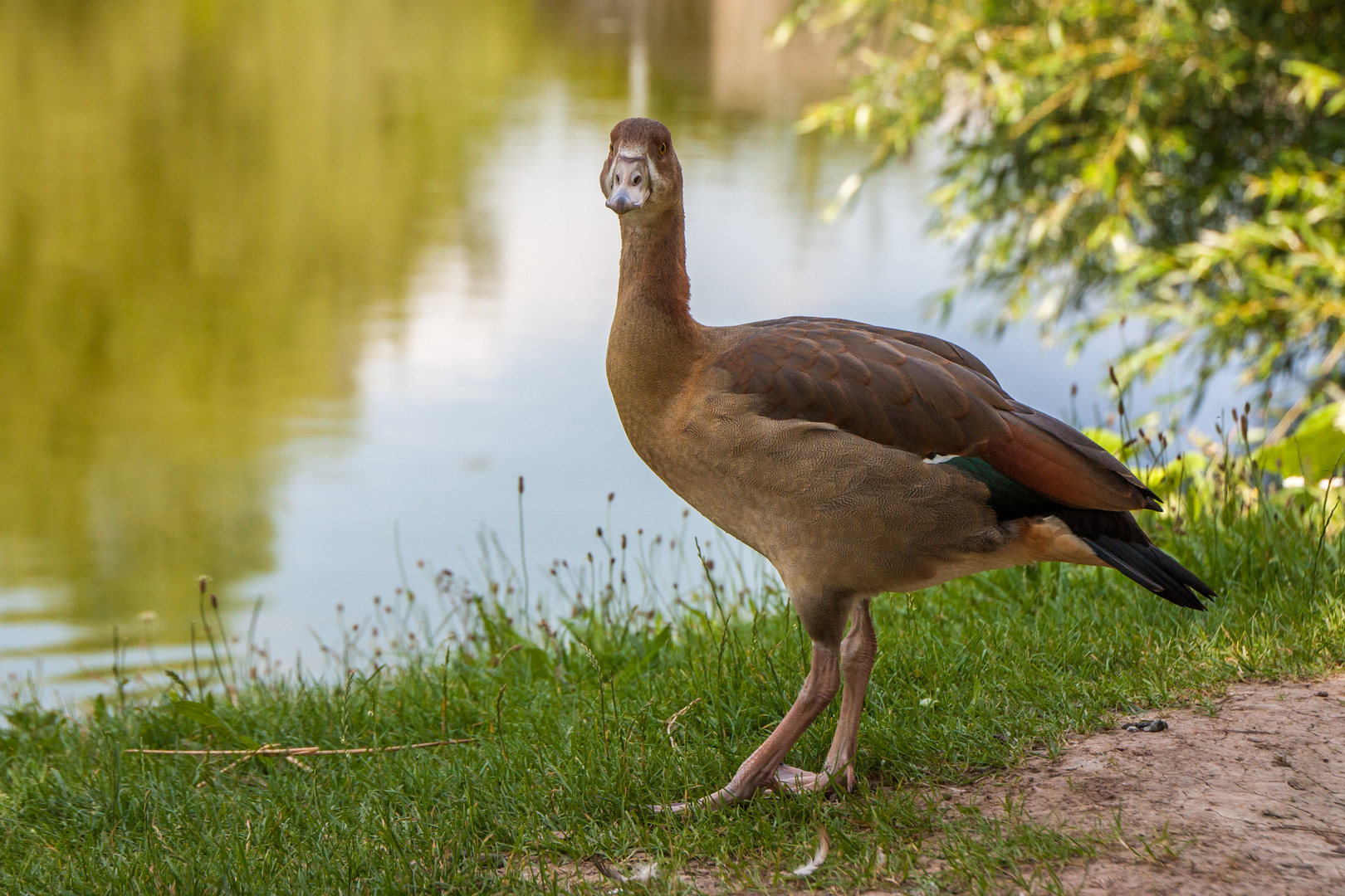 Nilgans