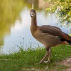 Nilgans