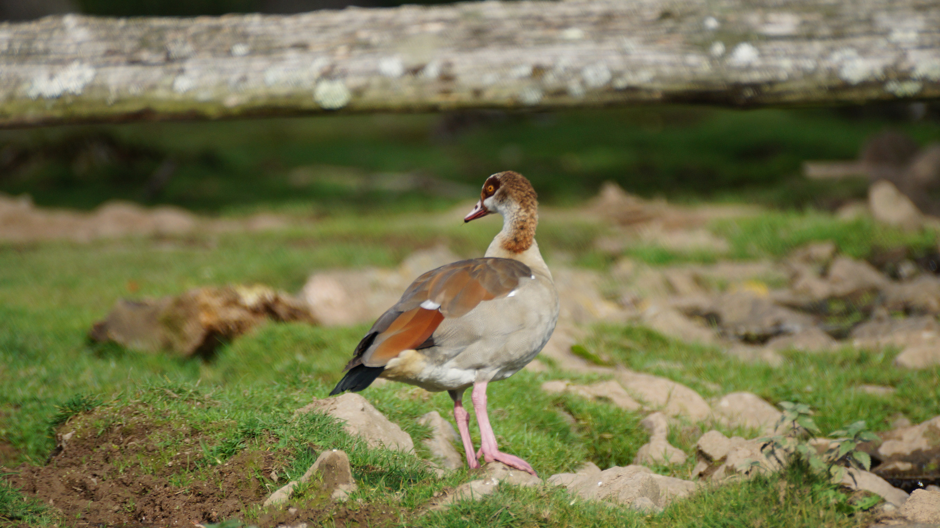 Nilgans 