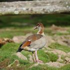 Nilgans 