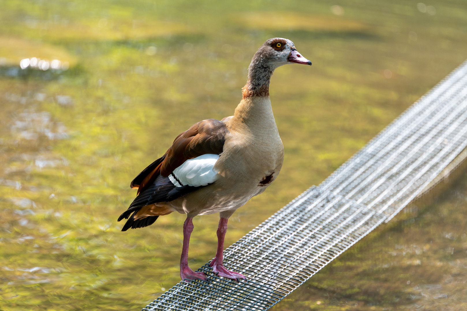 Nilgans