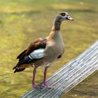 Nilgans