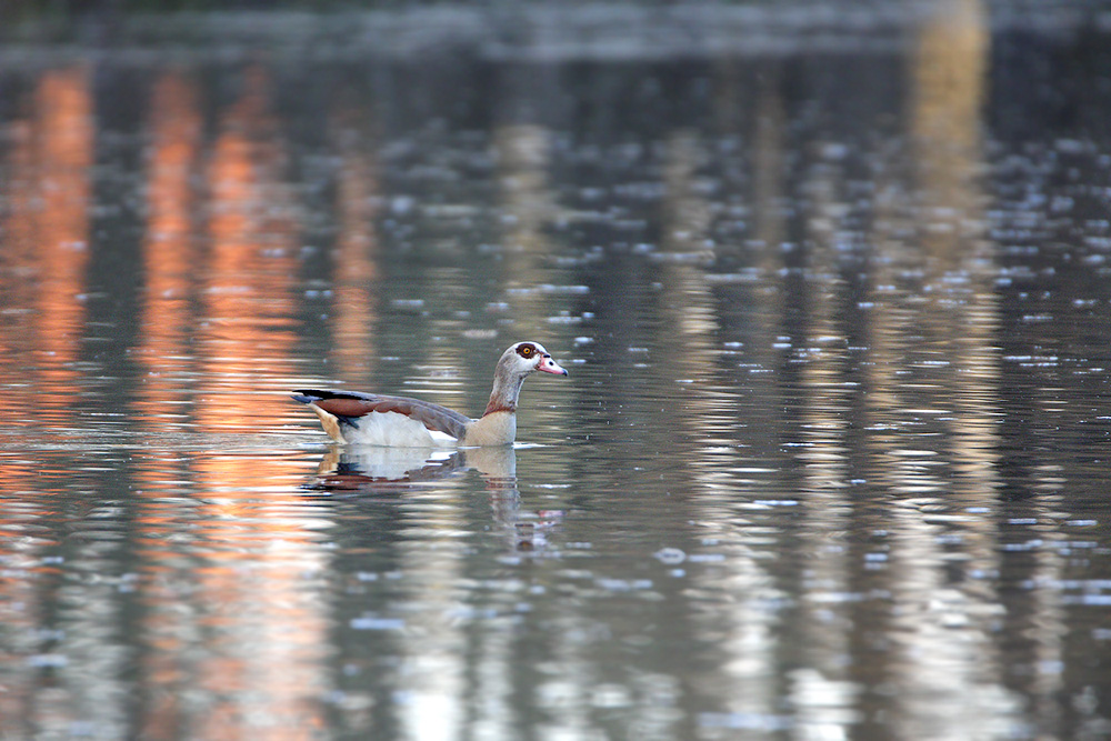 Nilgans