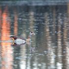 Nilgans