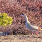 Nilgans