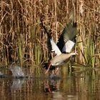 Nilgans