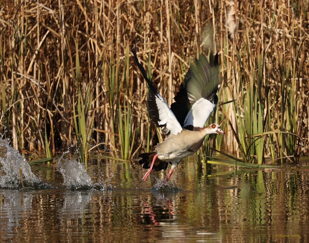 Nilgans