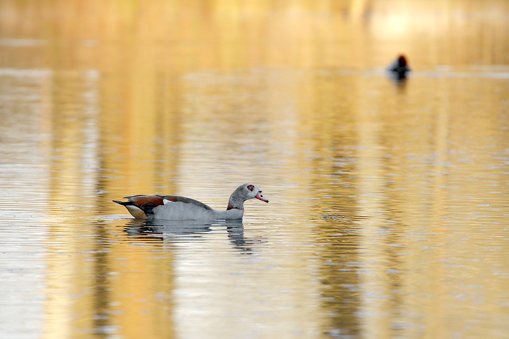 Nilgans.