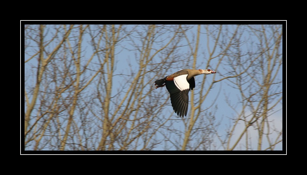 Nilgans