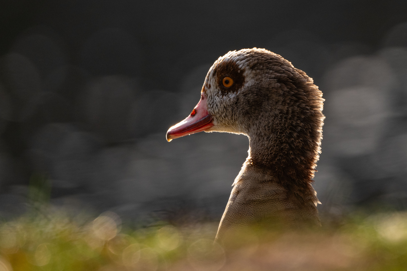 Nilgans