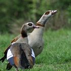 Nilgans