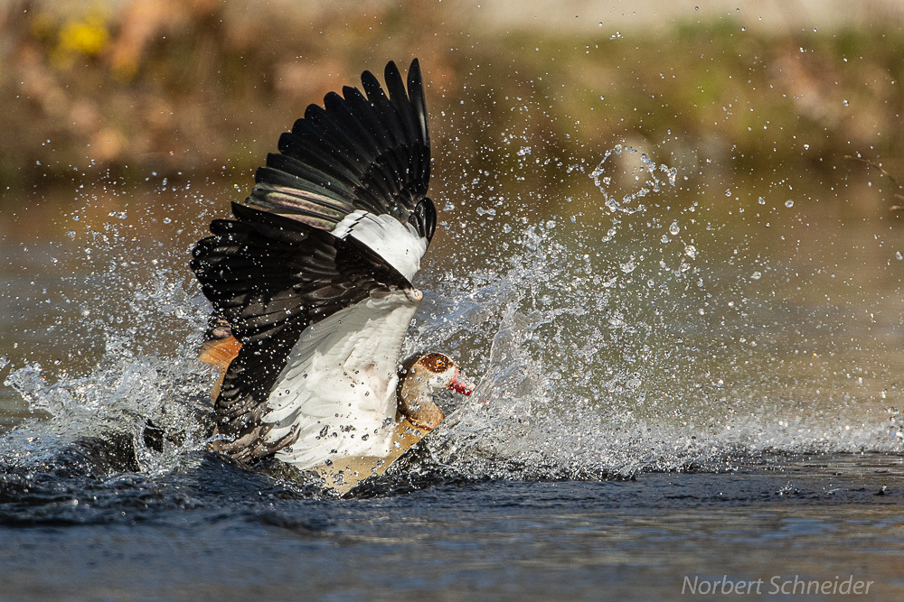 Nilgans