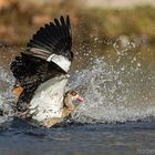 Nilgans