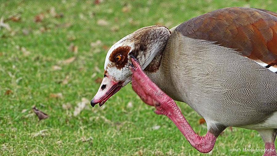 Nilgans