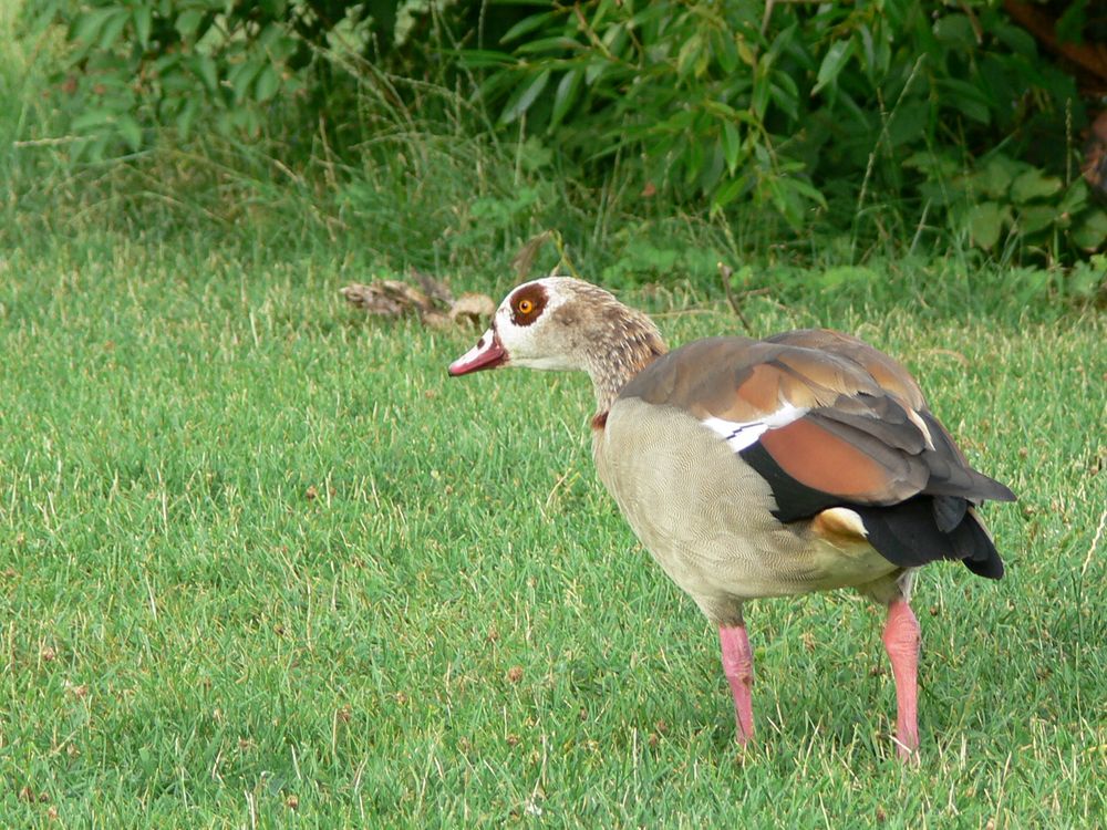 Nilgans