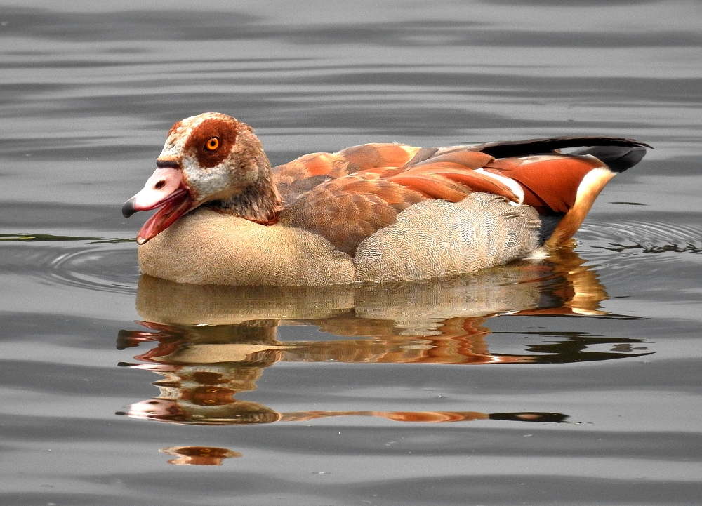 Nilgans