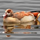 Nilgans