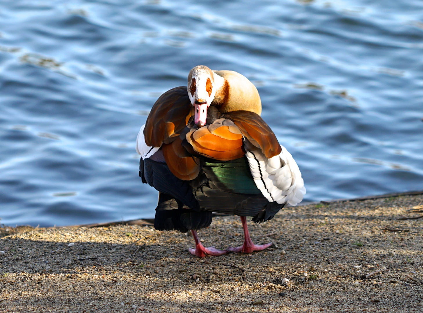 Nilgans