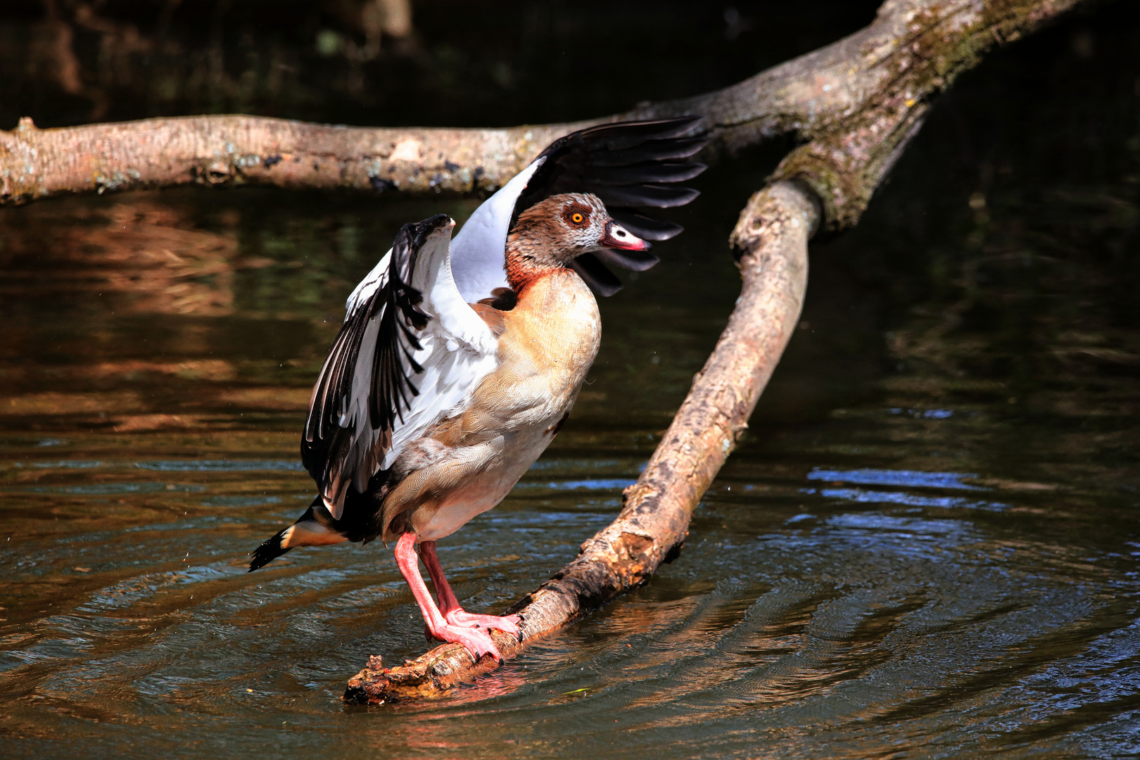 Nilgans