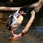 Nilgans