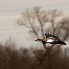 Nilgans