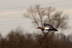 Nilgans