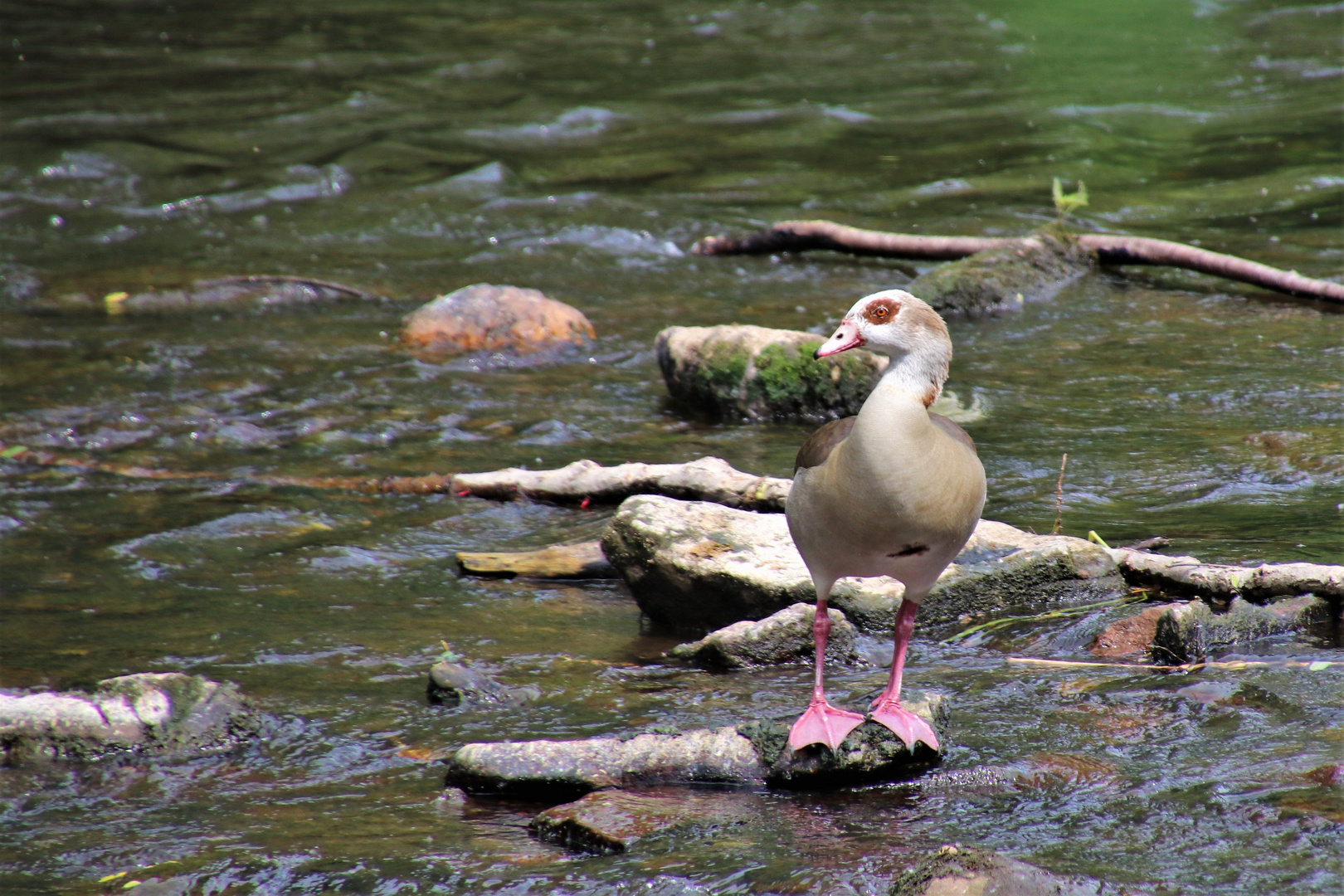 Nilgans