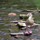 Nilgans