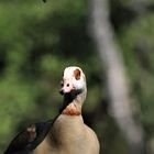 Nilgans