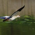 Nilgans