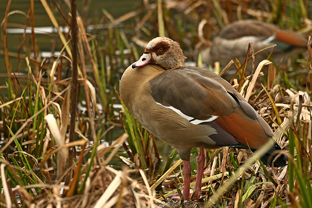 Nilgans 5