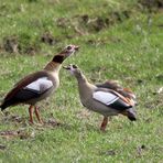 Nilgans -5-