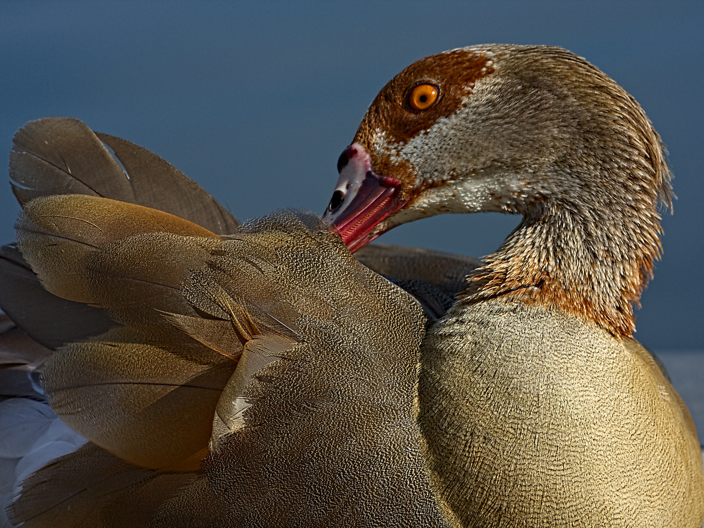 Nilgans