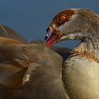 Nilgans