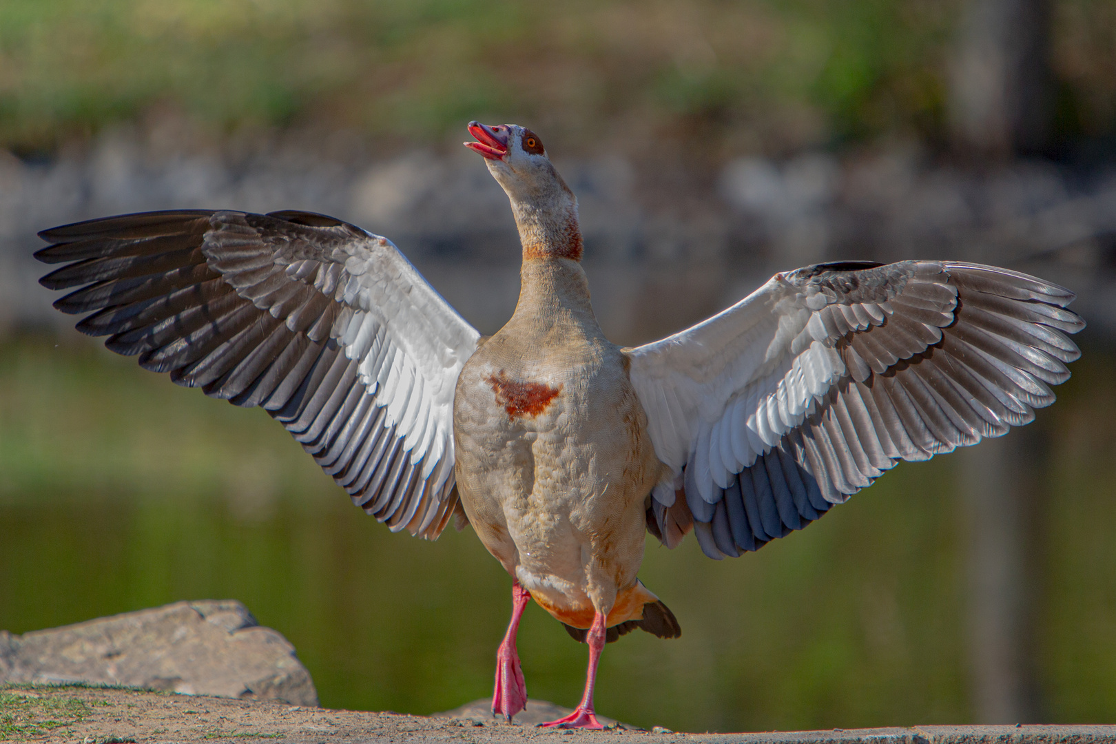 Nilgans