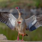 Nilgans