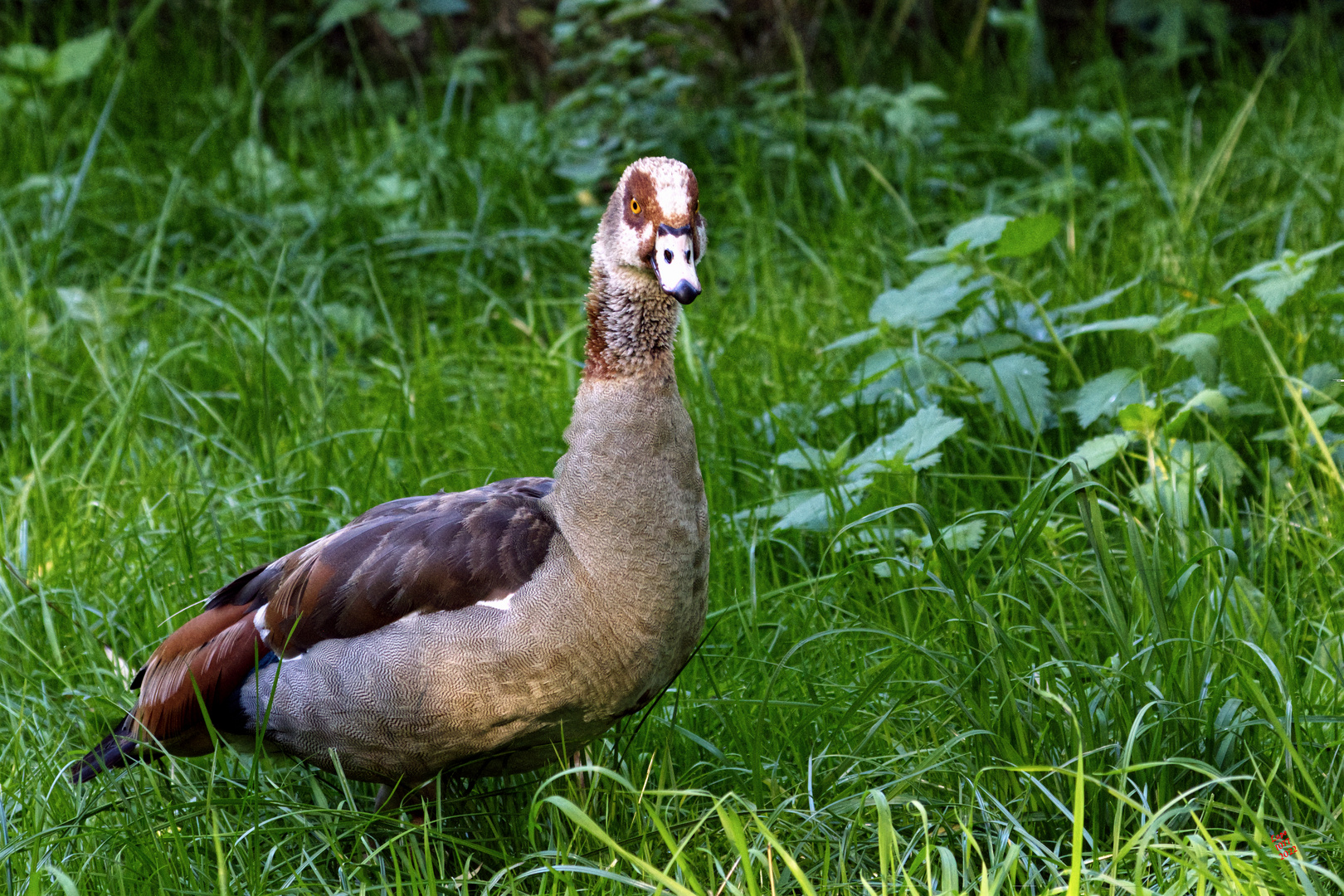 Nilgans