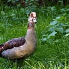 Nilgans