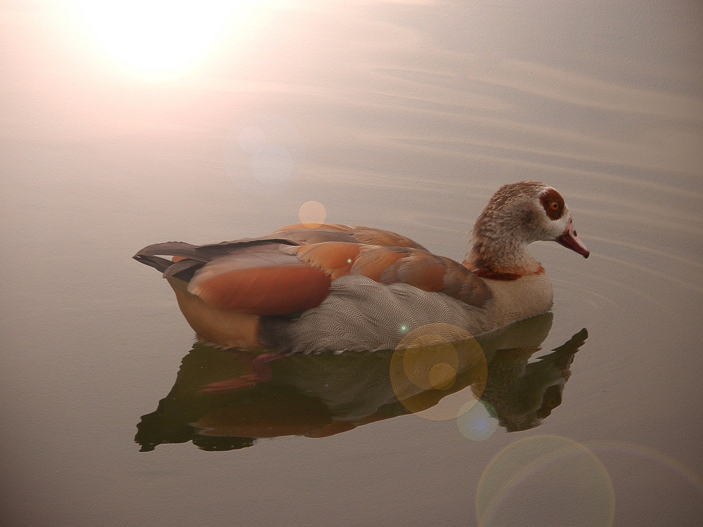 Nilgans