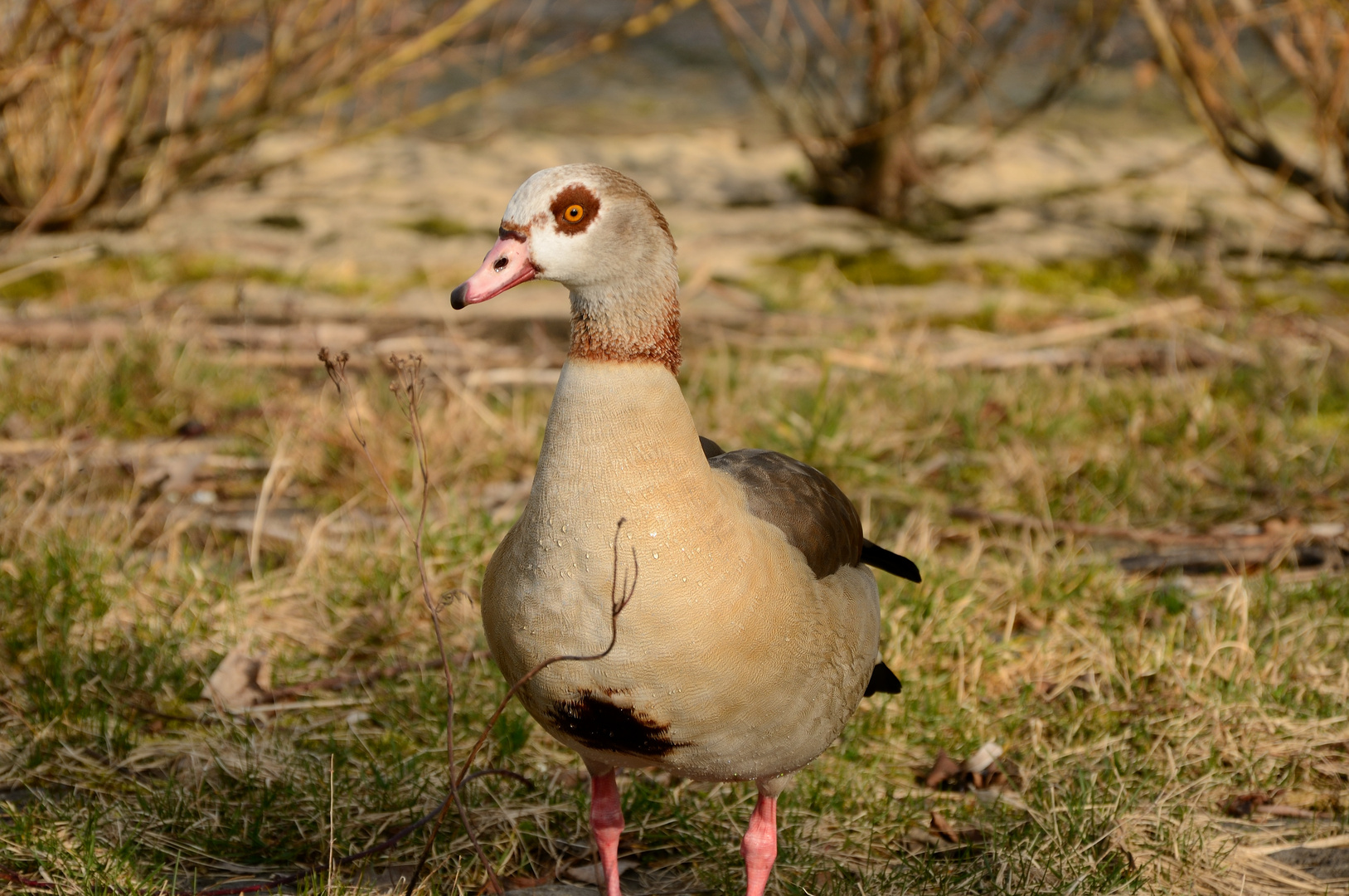 Nilgans