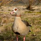 Nilgans