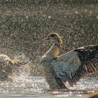 Nilgans