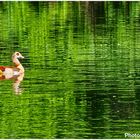 Nilgans