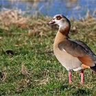 Nilgans 